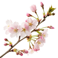 Naklejka premium Slim branch with soft pink sakura blossoms in bloom, delicate spring flower arrangement isolated on white background. PNG