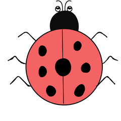 ladybug on white background