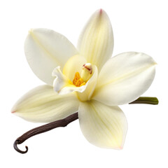 Fresh vanilla orchid with delicate white petals and central yellow accent, exotic flower isolated on white background. PNG