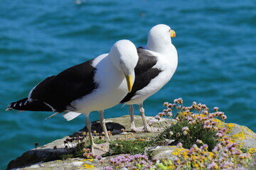 Obraz premium Pair of seagulls standing on a rocky coastal cliff surrounded by colorful wildflowers, overlooking the bright blue Atlantic Ocean, symbolizing coastal wildlife, summer nature, and scenic travel