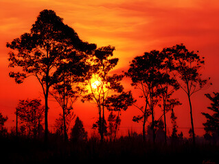 Sunset Trees Silhouette