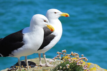 Obraz premium Two great black-backed gulls perched on rocky coastal cliff with pink wildflowers, ocean background, wildlife and nature photography from Saltee Island, Ireland.