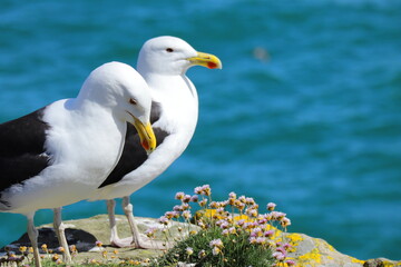 Obraz premium Two great black-backed gulls perched on rocky coastal cliff with pink wildflowers, ocean background, wildlife and nature photography from Saltee Island, Ireland.