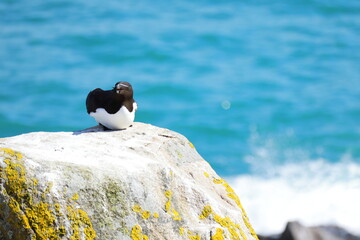 Single razorbill seabird resting on a large coastal rock covered with yellow lichen against the...