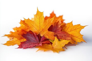 Fototapeta premium Close-up of assorted vibrant autumn maple leaves in red, orange, and yellow tones on a white background, evoking a warm seasonal feeling