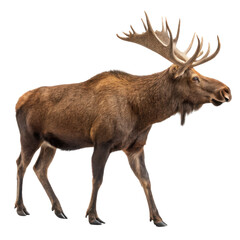 Standing moose with massive branched antlers and sturdy body, majestic wildlife portrait isolated on white background. PNG