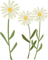 daisy flower isolated on white background