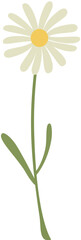 camomile on white background