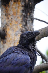 Raven