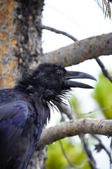 Raven