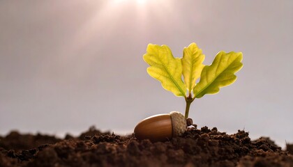 Sprout from Acorn in Soil