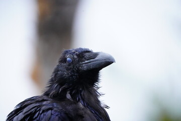 Raven