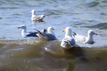 Obraz premium Flock of seagulls floating and flying in coastal waters at Saltee Island, Ireland, capturing natural bird behavior, marine wildlife, and outdoor photography themes