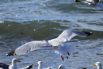 Graceful Seagull in Flight Above Ocean Waves with Flock Resting on Shoreline, Nature and Wildlife Photography