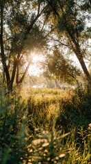 Sunlight filters through trees, illuminating tall grass and foliage in a serene outdoor setting. Lush vegetation provides a dense, textured foreground