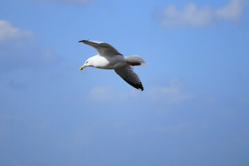 Seagull in graceful mid-flight against a clear blue summer sky over Saltee Island, Ireland, coastal birdlife and wildlife photography capturing the beauty of freedom, nature, flight, and seaside explo