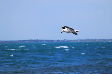 Seagull gliding gracefully over the deep blue ocean with wings outstretched, captured in sharp detail against a distant horizon and clear sky, symbolizing coastal wildlife, freedom, and the beauty of 