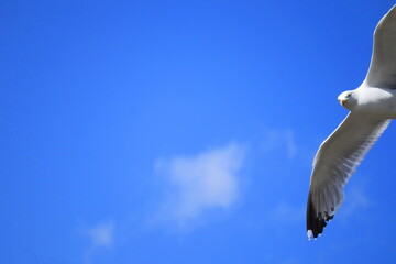 Seagull soaring gracefully in blue sky with scattered clouds, close-up bird in flight, nature and wildlife photography for travel, freedom, and inspiration themes