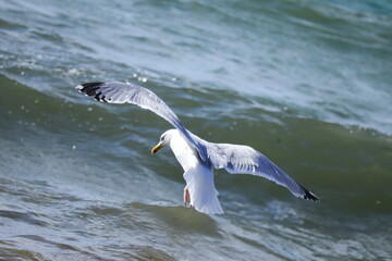 Seagull Flying Low Over Ocean Waves – Wildlife Bird Photography, Freedom and Coastal Nature Concept, Seaside Travel Inspiration, Marine Adventure, Tranquil Summer Vibes