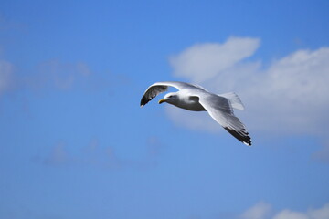 Graceful Seagull in Flight Over Blue Sky – Wildlife Bird Photography, Freedom Concept, Nature Travel Inspiration, Peaceful Summer Vibes, Ocean Coast, Adventure Background