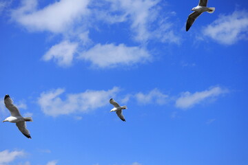 Seagull soaring gracefully in blue sky with scattered clouds, close-up bird in flight, nature and wildlife photography for travel, freedom, and inspiration themes