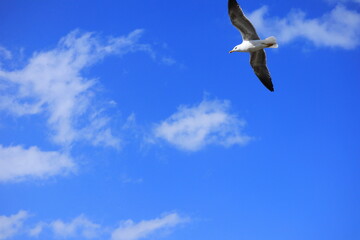 Graceful Seagull in Flight Over Blue Sky – Wildlife Bird Photography, Freedom Concept, Nature Travel Inspiration, Peaceful Summer Vibes, Ocean Coast, Adventure Background