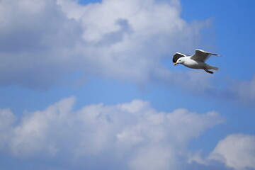 Graceful Seagull in Flight Over Blue Sky – Wildlife Bird Photography, Freedom Concept, Nature Travel Inspiration, Peaceful Summer Vibes, Ocean Coast, Adventure Background