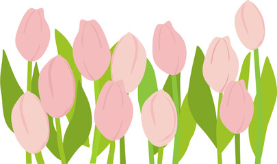 pink tulips vector