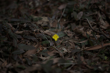 flower3