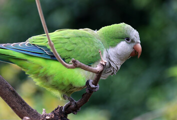 Mönchssittich - Monk parakeet