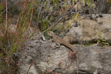 lizard1