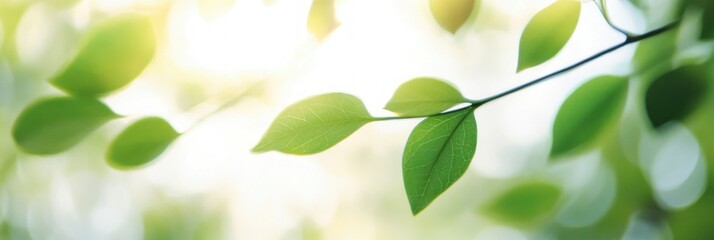 Obraz premium Close-up of fresh green leaves on a branch with soft sunlight and blurred natural background evoking calmness and freshness