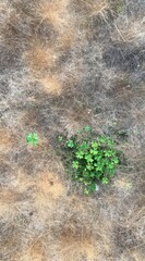 Close-up from above showing a vibrant patch of green clover emerging from a dry, faded grassy field, signifying resilience and new growth