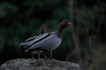 bird18