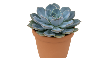 Closeup of a BlueGreen Succulent in a Terracotta Pot.