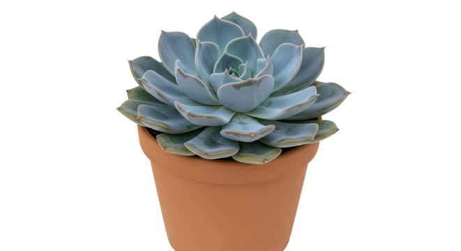 Closeup of a BlueGreen Succulent in a Terracotta Pot.