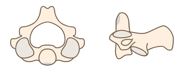 第二頸椎（軸椎）の解剖学：上面図と側面図