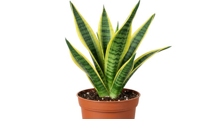 Fototapeta premium Closeup of a Potted Snake Plant with Yellow and Green Stripes.