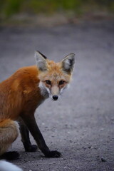 Fox 