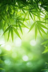 Bright green bamboo leaves hanging down with soft natural light and blurred greenery background conveying calm and freshness
