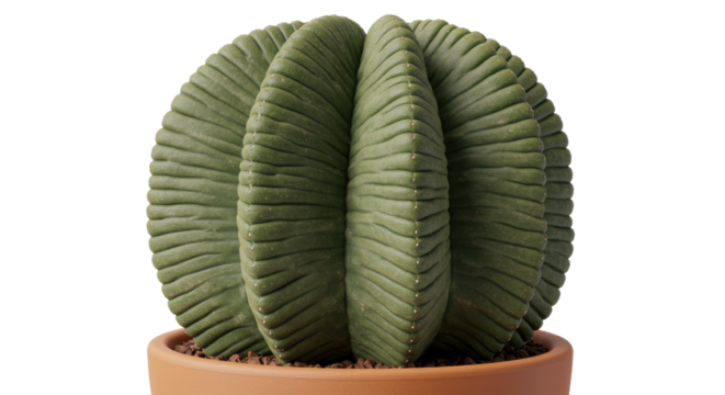 Closeup of a Ribbed Green Cactus in a Terracotta Pot.