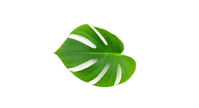 Closeup of a Single Monstera Leaf Isolated on White.
