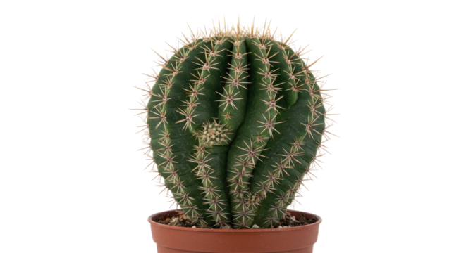 Closeup of a single small green cactus in a brown pot.