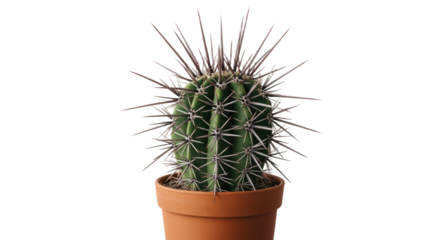 Closeup of a small potted cactus with numerous spines.