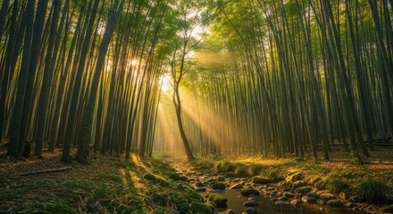 Luminous Bamboo Grove: Sunbeams Cascade Through Tall Stalks, Illuminating a Tranquil Stream and Forest Floor.