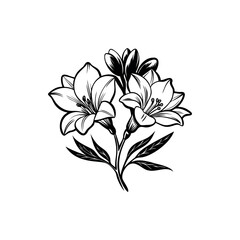 Elegant Black and White Lily Flower Illustration with Budding Blooms Detail silhouette vector
