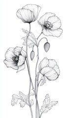 Detailed pencil drawing of delicate poppy flowers with intricate petals, buds, and finely textured leaves on slender stems conveying elegance and natural beauty