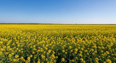 Vibrant Yellow Canola Field Under a Clear Blue Sky, a Breathtaking Landscape of Blooming Agriculture in Sunlight