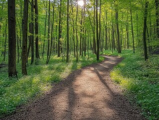 Fototapeta premium Sunlight filtering through tall green trees illuminating a winding dirt path in a lush forest during daytime