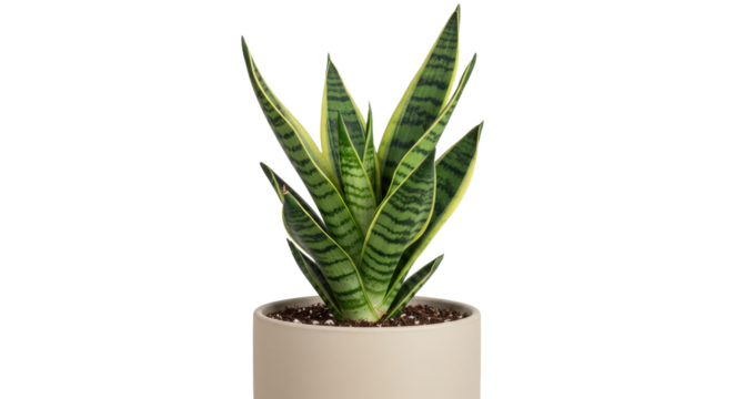 Closeup of a vibrant Snake Plant in a beige pot.